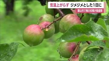雨の中…梅の収穫が最盛期　去年並みの豊作で味も上々　福島・郡山市西田町　22日は梅雨寒の一日に