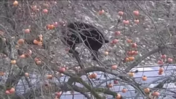 約7時間クマとにらみ合い　柿の木の上に熊居座る　福島・北塩原村の住宅の敷地内　麻酔銃で捕獲し駆除