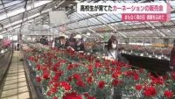 「感謝の気持ちを込めて贈りたい」まもなく母の日　高校生が育てたカーネーション販売＜福島県・福島市＞