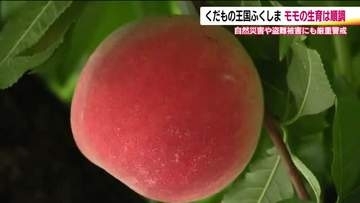 大きく甘い！早生種「はつひめ」　福島の桃シーズンがスタート　主力の「あかつき」は豊作の予想