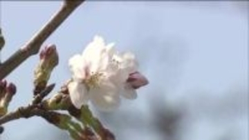 「例年と比べるとかなり早い」気象台が福島市で“サクラ開花宣言”