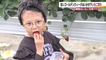 ゴールデンウィークはイチゴ狩り　食べ比べが楽しめる『まるなかファーム』は大賑わい　福島・二本松市
