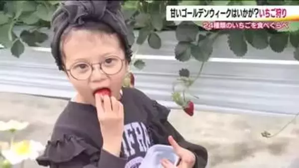 ゴールデンウィークはイチゴ狩り　食べ比べが楽しめる『まるなかファーム』は大賑わい　福島・二本松市
