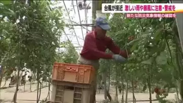 台風6号接近　3日は大雨や暴風に注意　いわき市のトマト農家は台風に備え　新たな防災気象情報の確認を