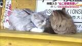 「駅員見習いの“そら”と“りく”がデビュー　「ねこの働く駅」会津鉄道・芦ノ牧温泉駅　観光客をおもてなし」の画像1