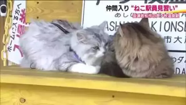 駅員見習いの“そら”と“りく”がデビュー　「ねこの働く駅」会津鉄道・芦ノ牧温泉駅　観光客をおもてなし