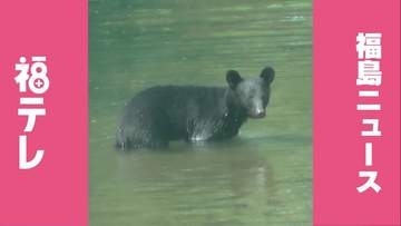 【熊出没】8月29日（土）・30日（日）福島県　週末のクマ目撃情報