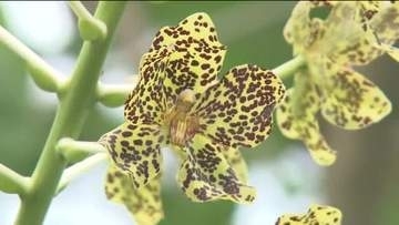 めったに咲かない世界最大のランが開花　水族館の岩の上で堂々と　6月下旬まで見ごろ　福島・いわき市