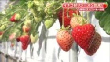 24種類を食べ比べ　福島・二本松市「まるなかファーム」でイチゴ狩り　県オリジナル品種も味わえる