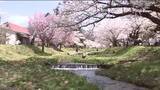「桜の名所・観音寺川（福島・猪苗代町）　約1キロのサクラ並木が満開に　18日からはイベントも」の画像1