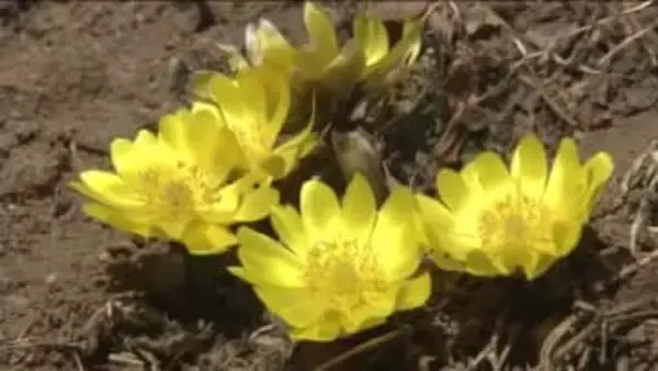 2月4日は立春　春を告げる花・福寿草咲く　「もうすぐ春だな」暖かな日差し浴びて　福島・いわき市