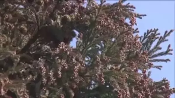 本格飛散も近い！？花粉の見張り番登場　いわき市では花粉症の相談増え始める　早期受診と対策よびかけ