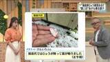 「【福島県・5月14日の天気】雷三日…14日も注意　13日の降雹で被害も」の画像1