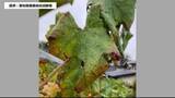 「福島県内でブドウの“リーフロール病”初確認　糖度や食味への影響注視」の画像1