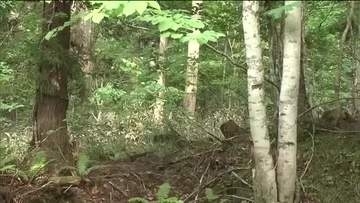 山菜採り中に…男性がクマに顔をひっかかれケガ＜福島県天栄村＞