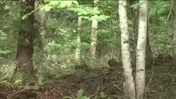 山菜採り中に…男性がクマに顔をひっかかれケガ＜福島県天栄村＞
