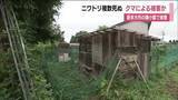 「クマに襲われたか　喜多方市塩川町で鶏小屋壊されニワトリ４羽が死ぬ　３羽が不明　近くに小学校　福島」の画像1