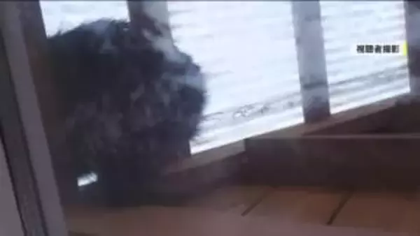 【熊出没】福島・北塩原村で体長50センチのクマが居座る　緊急銃猟で捕獲し駆除　県内2例目