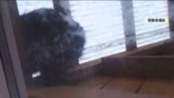 【熊出没】福島・北塩原村で体長50センチのクマが居座る　緊急銃猟で捕獲し駆除　県内2例目