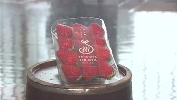 温泉熱を活用してイチゴ栽培　原油価格高騰も燃料代は最小限に　福島・石川町の老舗温泉旅館