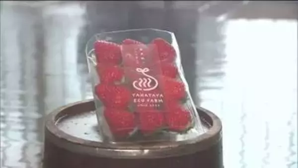 温泉熱を活用してイチゴ栽培　原油価格高騰も燃料代は最小限に　福島・石川町の老舗温泉旅館