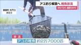 「「楽しい川に」福島・楢葉町の木戸川でアユの稚魚を放流　アユ釣りの解禁は6月27日から」の画像1