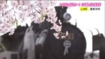 ＳＬと桜のコラボ　福島・喜多方市『日中線しだれ桜並木』　開花に合わせてイベントも