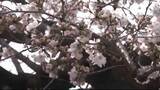 「桜の開花　前橋は３月２７日予想」の画像1