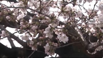 桜の開花　前橋は３月２７日予想