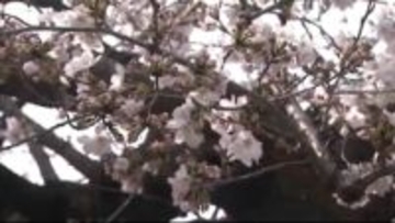 桜の開花　前橋は３月２７日予想