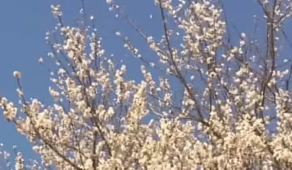 群馬・桐生１９．４℃　県内全観測地点　ことし一番の暖かさ