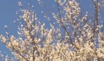 群馬・桐生１９．４℃　県内全観測地点　ことし一番の暖かさ