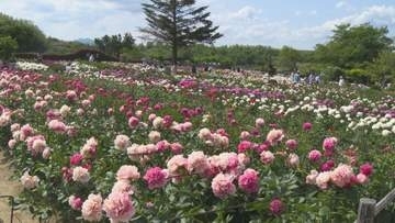 ことしで閉園　惜しみながらシャクヤク楽しむ　群馬・富岡市
