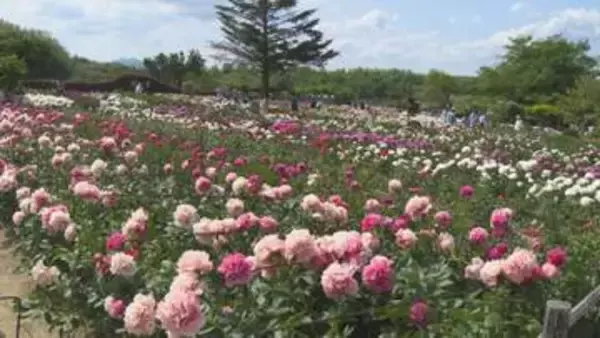 ことしで閉園　惜しみながらシャクヤク楽しむ　群馬・富岡市