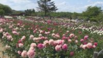 ことしで閉園　惜しみながらシャクヤク楽しむ　群馬・富岡市