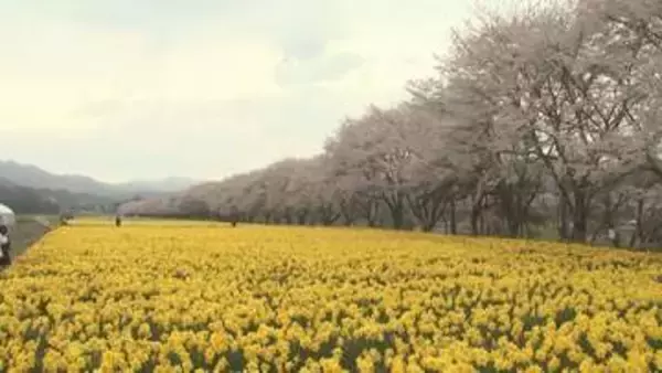 ３０万本のラッパスイセン　桜と共演　群馬・東吾妻町