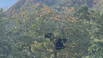 クマ被害防止へ　地域ぐるみの対策進む　群馬・みなかみ町