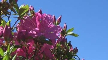 春の風物詩「つつじまつり」始まる　群馬・館林市