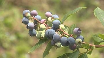 群馬・前橋市　夏の味覚　ブルーベリー狩り楽しむ
