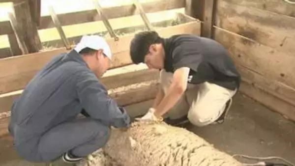 ヒツジもクールビズ　高校生が毛刈りに挑戦　群馬・甘楽町