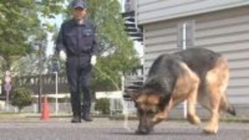 犯罪捜査などで活躍　警察犬の合同訓練会　群馬・前橋市