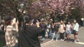 満開の八重桜と武者行列楽しむ　群馬・渋川市　白井宿