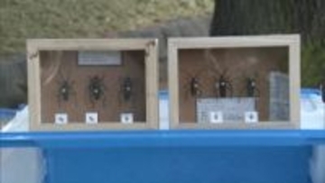 クビアカツヤカミキリ　群馬県２７市町村に被害拡大