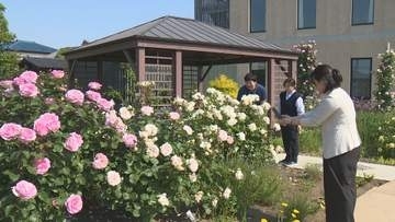 群馬病院で８０品種２５０本のバラ見頃　群馬・高崎市