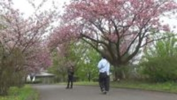 八重桜が見頃　２６日までサクラウィーク開催　群馬・前橋市