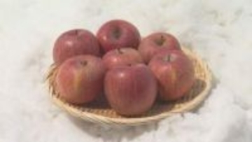 「雪んこりんご」２万５０００個掘り出し　群馬・沼田市