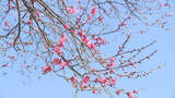 「３月下旬から４月中旬並み　春の暖かさ　群馬・前橋でウメが咲く」の画像1