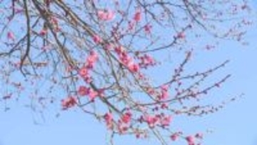 ３月下旬から４月中旬並み　春の暖かさ　群馬・前橋でウメが咲く