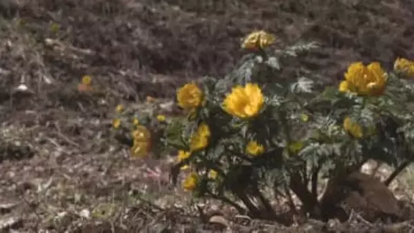 本格的な春告げる　フクジュソウ見頃　群馬・下仁田町