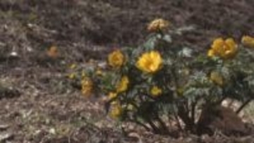 本格的な春告げる　フクジュソウ見頃　群馬・下仁田町